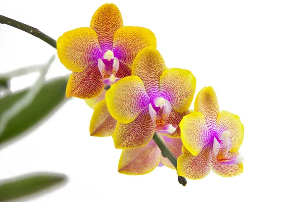 Hermosa orquídea rara en maceta sobre fondo blanco — Foto de Stock