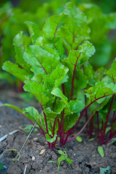 Fresh beet sprouts in ground in village — Stock Photo, Image