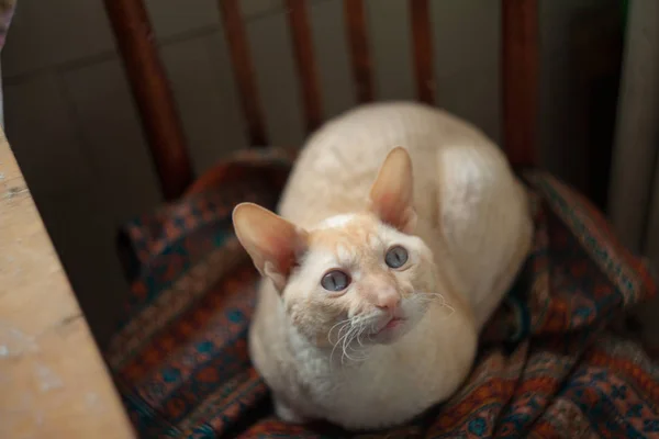 Красива кішка з кучерявим волоссям — стокове фото
