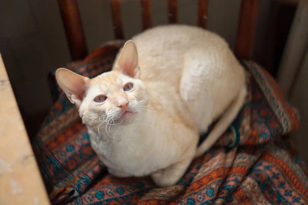 Hermoso gato con pelo rizado — Foto de Stock