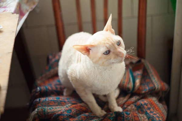 Mooie kat met krullend haar — Stockfoto