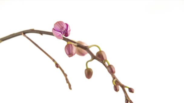 Mooie Zeldzame Orchidee Pot Witte Achtergrond — Stockvideo