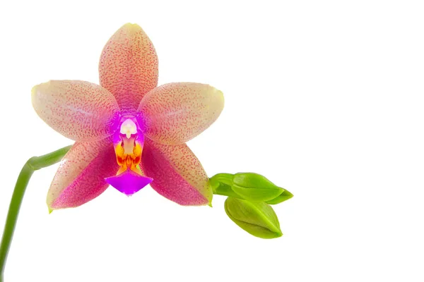 Orquídea rara bonita no potenciômetro no fundo branco — Fotografia de Stock