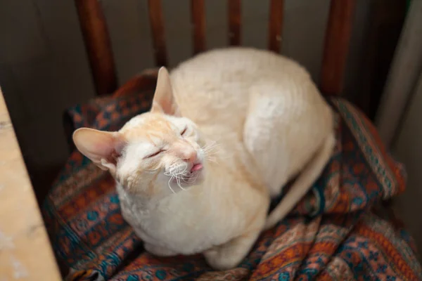 Schöne Katze mit lockigem Haar — Stockfoto