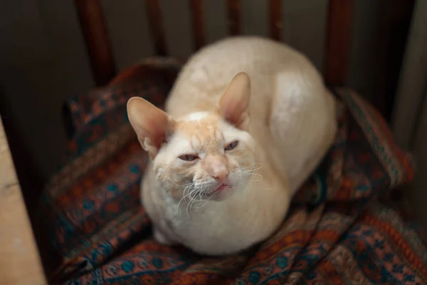 Schöne Katze mit lockigem Haar — Stockfoto