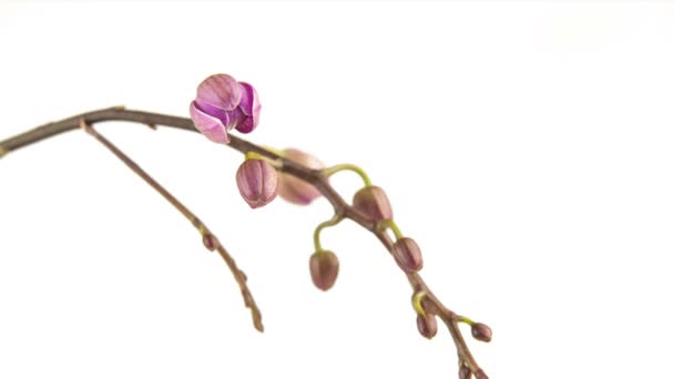 Schöne Seltene Orchidee Topf Auf Weißem Hintergrund — Stockvideo