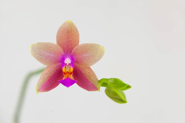 Krásné vzácné orchideje v hrnci na bílém pozadí — Stock fotografie