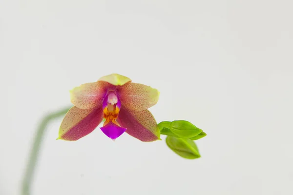 Hermosa orquídea rara en maceta sobre fondo blanco — Foto de Stock