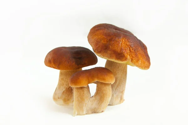 牛蘑菇在白色背景的盘子上 — 图库照片