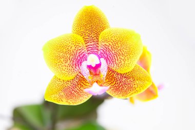 Beyaz zemin üzerine tencerede güzel nadir orkide