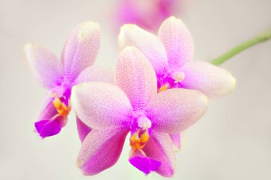 Beyaz zemin üzerine tencerede güzel nadir orkide