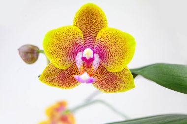 Beyaz zemin üzerine tencerede güzel nadir orkide