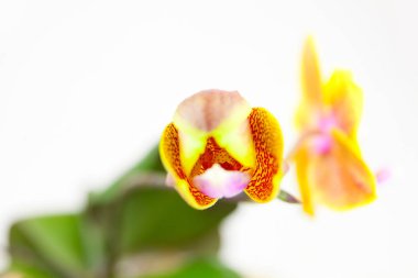 Beyaz zemin üzerine tencerede güzel nadir orkide