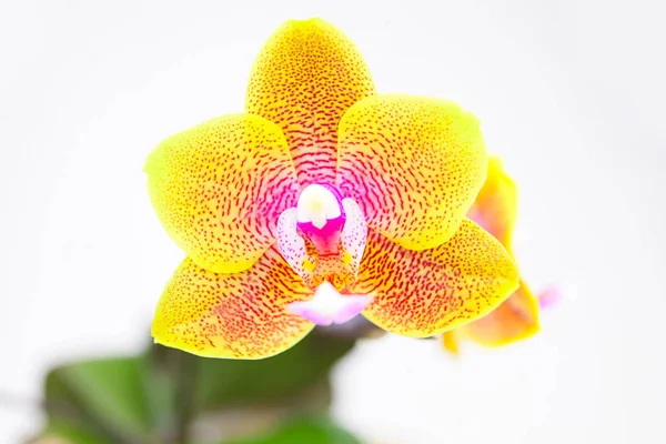 Beyaz zemin üzerine tencerede güzel nadir orkide