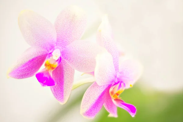 Hermosa orquídea rara en maceta sobre fondo blanco — Foto de Stock