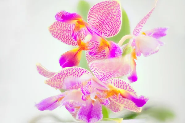 Krásné vzácné orchideje v hrnci na bílém pozadí — Stock fotografie
