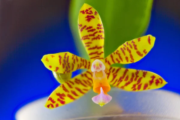 Hermosa orquídea rara en maceta sobre fondo azul — Foto de Stock