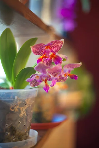 Gyönyörű orchidea a pot ablak — Stock Fotó