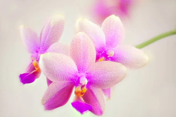 Hermosa orquídea rara en maceta sobre fondo blanco — Foto de Stock