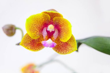 Beyaz zemin üzerine tencerede güzel nadir orkide