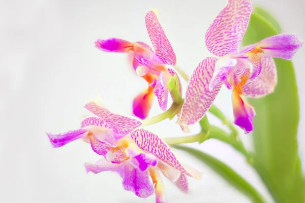 Hermosa orquídea rara en maceta sobre fondo blanco —  Fotos de Stock