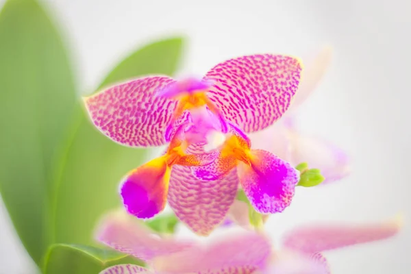 Belle orchidée rare en pot sur fond blanc — Photo
