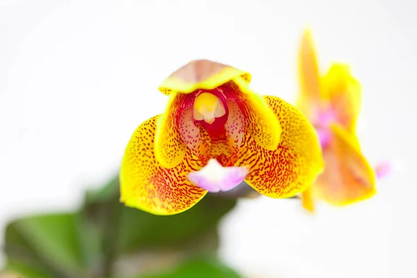 Belle orchidée rare en pot sur fond blanc — Photo
