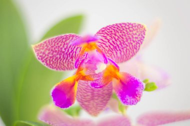 Beyaz zemin üzerine tencerede güzel nadir orkide