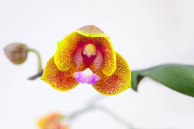 Beyaz zemin üzerine tencerede güzel nadir orkide