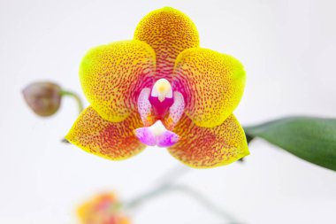 Beyaz zemin üzerine tencerede güzel nadir orkide