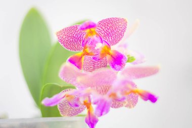Beyaz zemin üzerine tencerede güzel nadir orkide