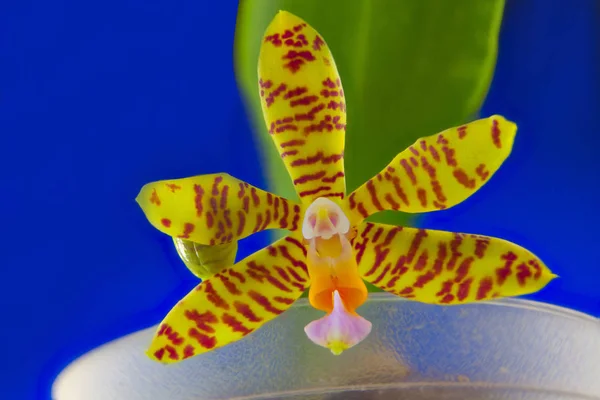 Hermosa orquídea rara en maceta sobre fondo azul — Foto de Stock