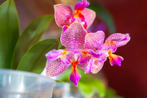 Красивая орхидея в горшке на окне — стоковое фото