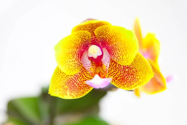 Schöne seltene Orchidee im Topf auf weißem Hintergrund — Stockfoto