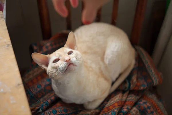 Gato bonito com cabelo encaracolado — Fotografia de Stock