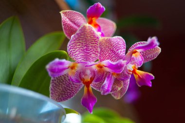 penceresinde tencerede güzel orkide