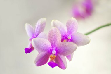 Beyaz zemin üzerine tencerede güzel nadir orkide