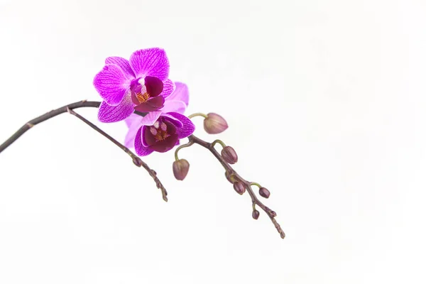 Hermosa orquídea rara en maceta sobre fondo blanco — Foto de Stock
