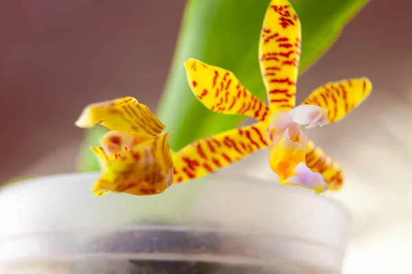 Mooie zeldzame orchidee in pot op neutrale achtergrond — Stockfoto