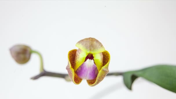 Beyaz Zemin Üzerine Tencerede Güzel Nadir Orkide — Stok video