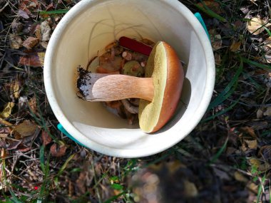 ormandaki bir sepet içinde orman mantar