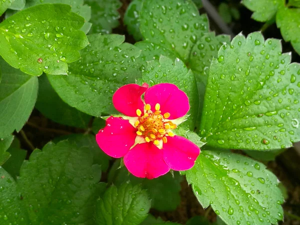 Beautiful Red Strawberry Flowers Rain Garden — Stock Photo, Image