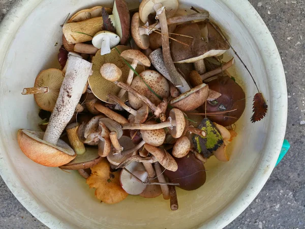 Їстівні дикі гриби в кошику в лісі — стокове фото