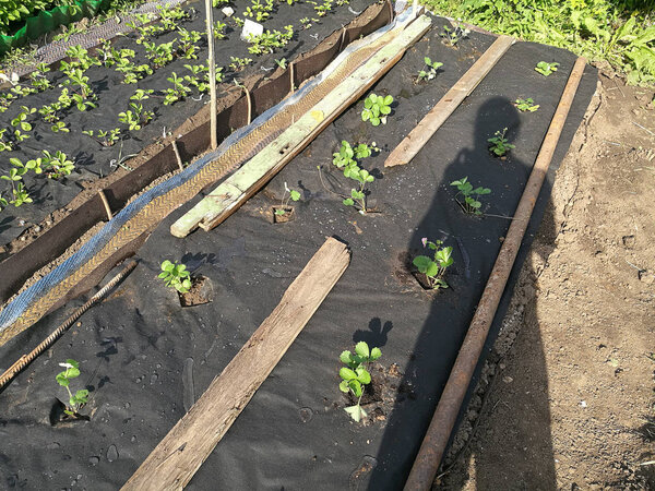flowers of strawberries on the garden bed