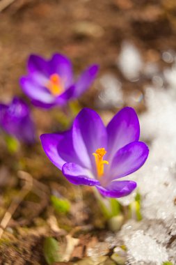 arka plan görüntüsü güzel bahar Çiğdem çiçek