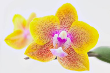 Beyaz zemin üzerine tencerede güzel nadir orkide