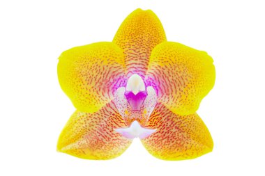 Beyaz zemin üzerine tencerede güzel nadir orkide