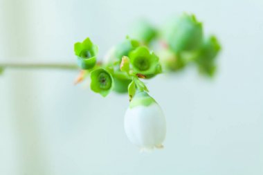 Tarafsız zeminde baharda çiçek açan yabanmersini