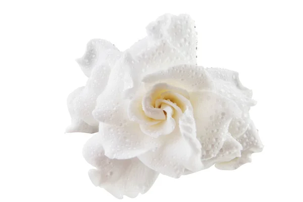 Schöne weiße Blume Gardenia auf weißem Hintergrund — Stockfoto
