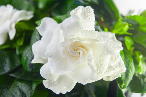 beautiful white flower gardenia on  green background